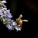 Bee Lazy by andycoleborn