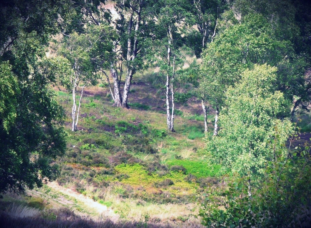 Woodland glade by sabresun
