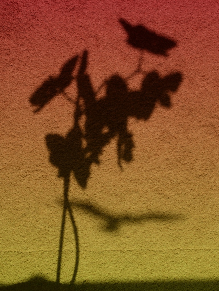 Silhouette of an orchid by mattjcuk