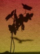 1st Aug 2011 - Silhouette of an orchid