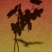 Silhouette of an orchid by mattjcuk