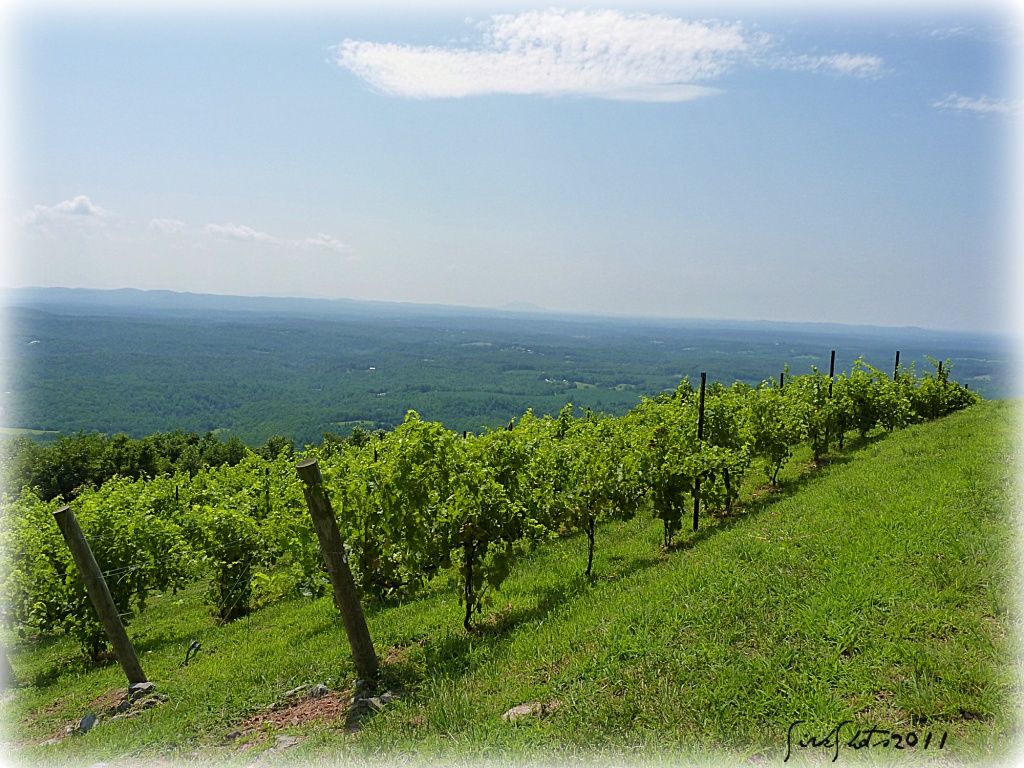 Mountain Vineyard by peggysirk