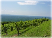 31st Jul 2011 - Mountain Vineyard