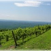 Mountain Vineyard by peggysirk