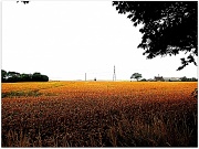 1st Aug 2011 - Fields of gold