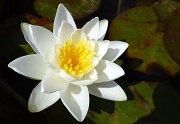 1st Aug 2011 - Yay!! Waterlily!