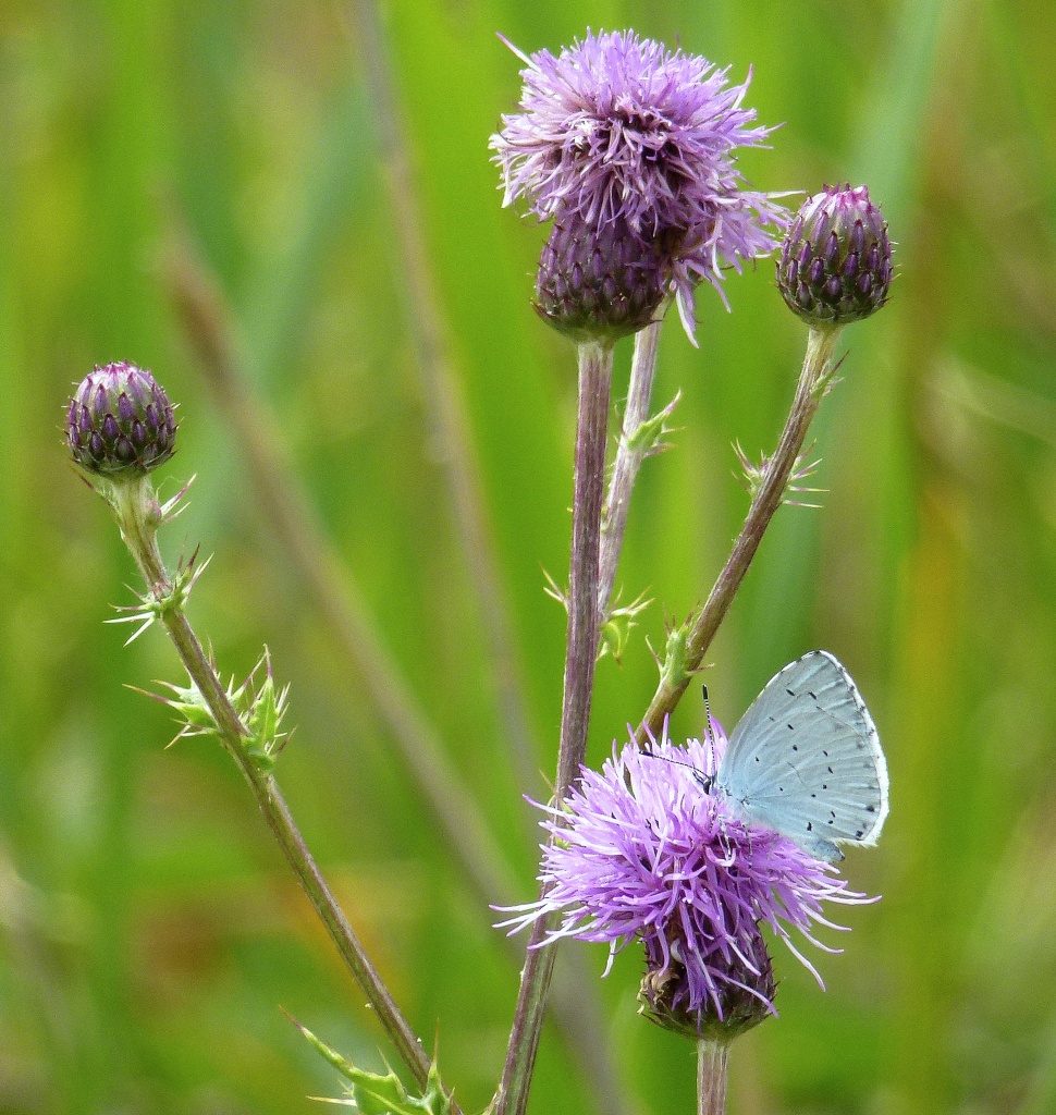 Holly Blue on thistle by dulciknit