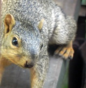 1st Aug 2011 - Gray Squirrel Gray Squirrel 