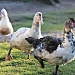 Keeping ducks in a row by eleanor
