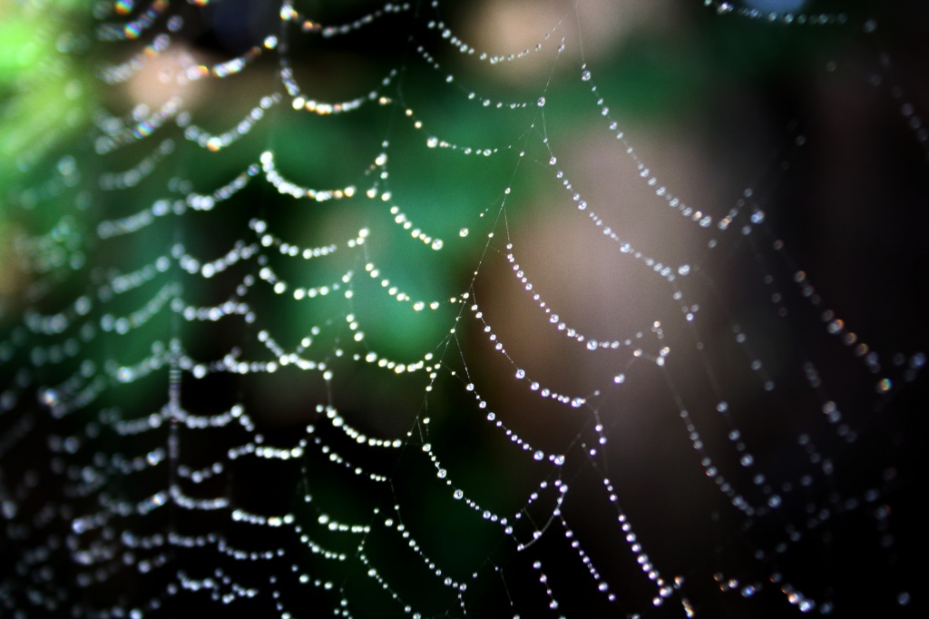 Spiders Web by natsnell