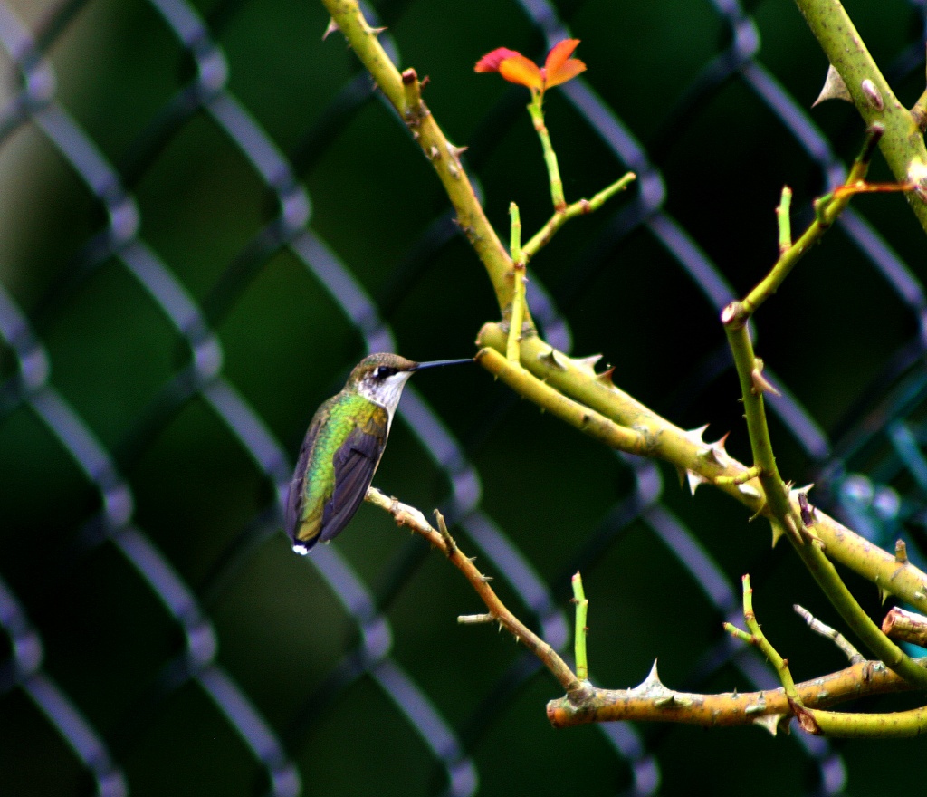 Hummingbird at Rest by lauriehiggins
