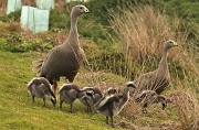 2nd Aug 2011 - a family of Cape Barren Geese