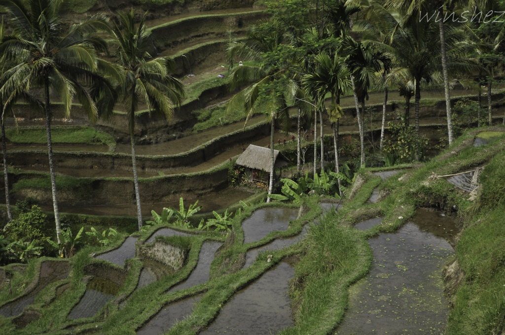 rice fields in Bali by winshez