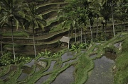 2nd Aug 2011 - rice fields in Bali