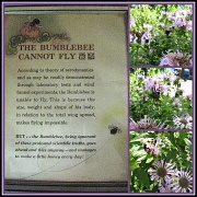17th Jun 2011 - Bumblebee collage