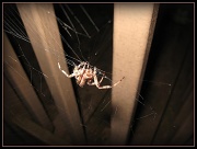 2nd Aug 2011 - Web of Intrigue