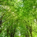 Green leaves of summer by dulciknit