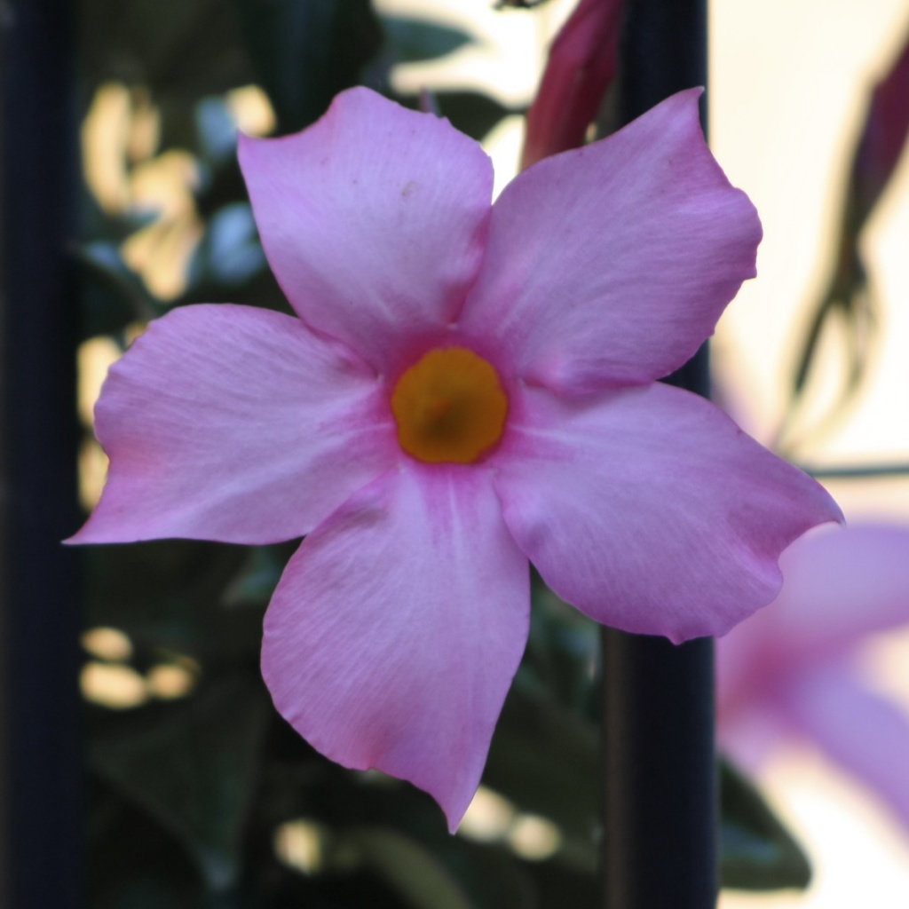 Pink Flower by laurentye