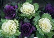 1st Aug 2011 - Cabbages