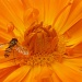 flower and insect macro by phil_howcroft