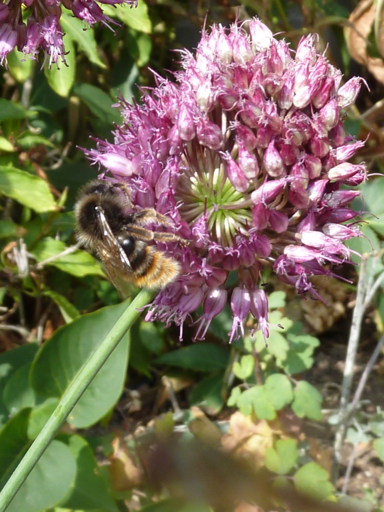 Bee on allium by shepherdman
