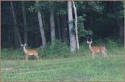 2nd Aug 2011 - Richland Deer