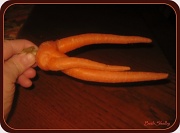 20th Feb 2011 - Deformed Carrot