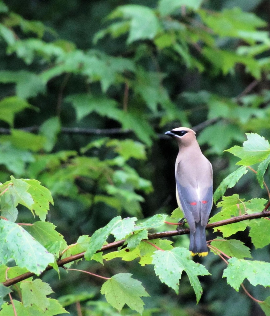 The cedar waxwing by maggie2