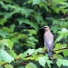 The cedar waxwing by maggie2