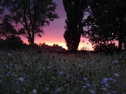 4th Aug 2011 - Sunset at Kathy Brown's garden