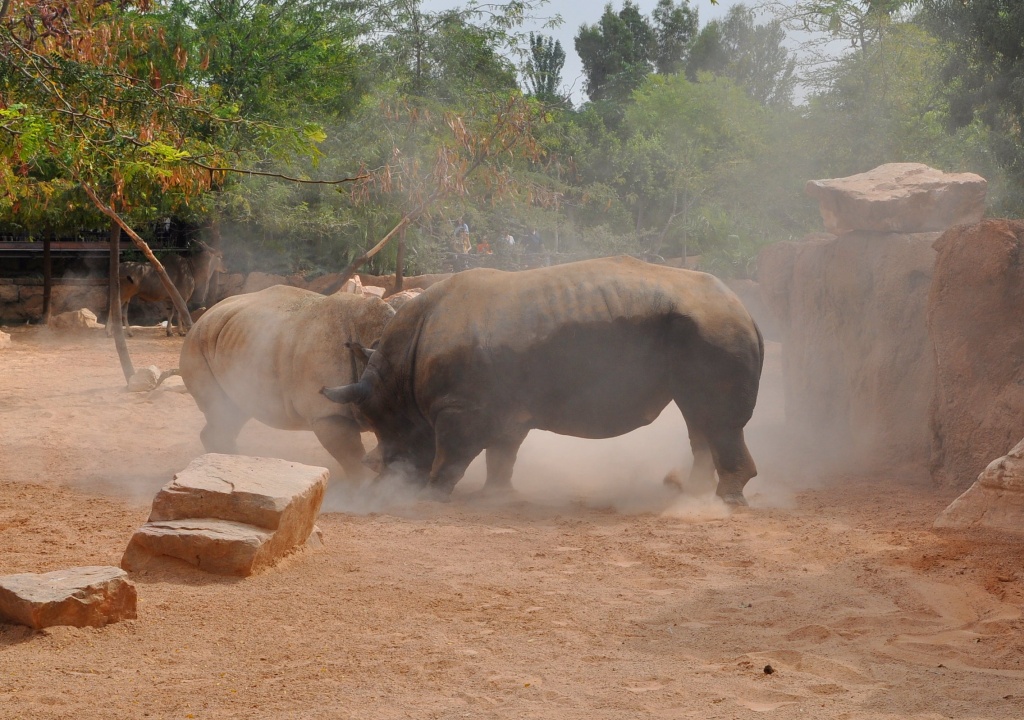 Rumble in the jungle - Rhinos fighting by philbacon