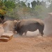 Rumble in the jungle - Rhinos fighting by philbacon