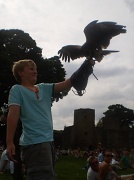 4th Aug 2011 - Wills with Harris hawk