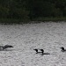 Loon lessons by mandyj92