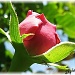 rosebud by mjmaven