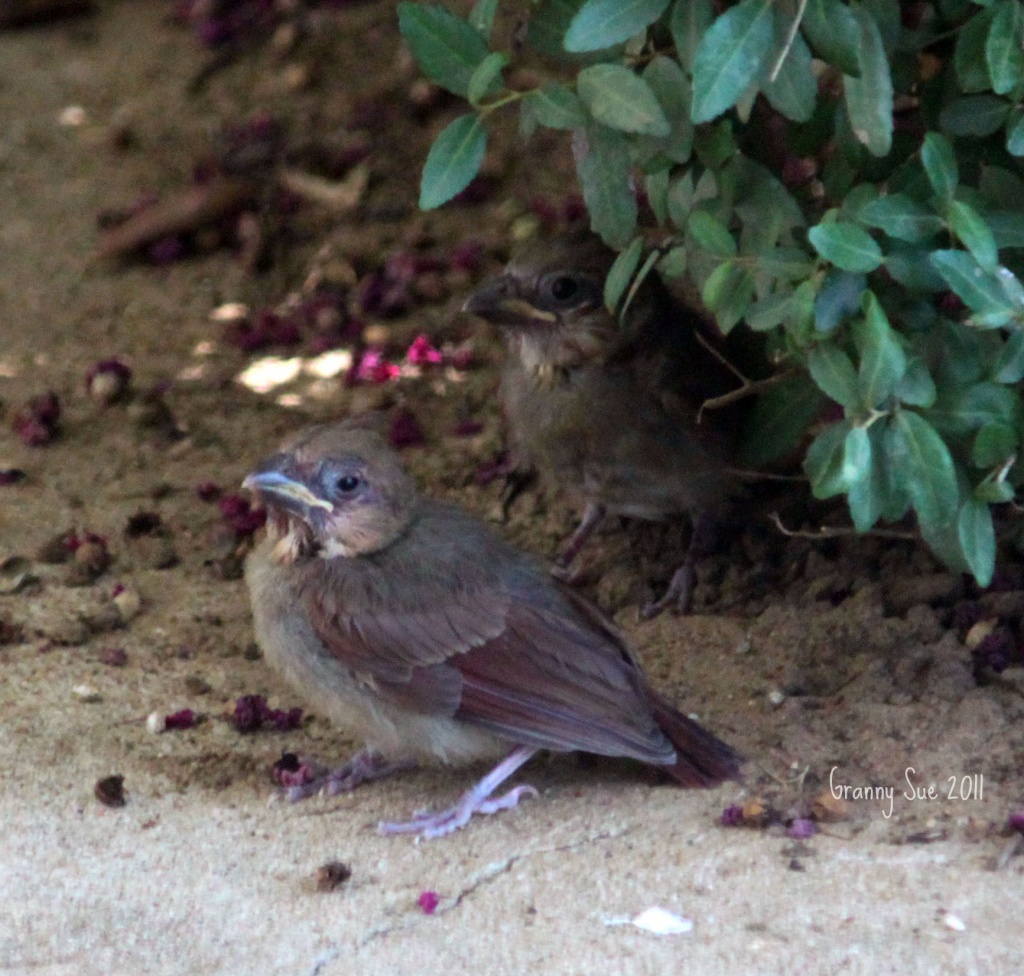 Baby Cardinals by grannysue