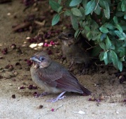 4th Aug 2011 - Baby Cardinals