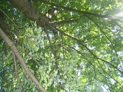 24th Jul 2011 - Out on a limb