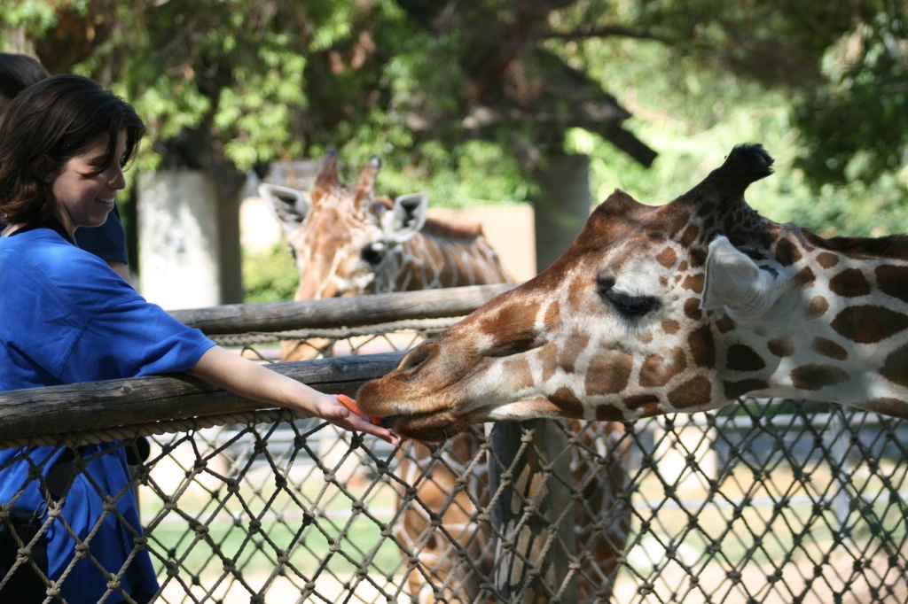 Feeding The Giraffes by kerristephens
