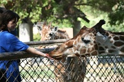 4th Aug 2011 - Feeding The Giraffes