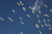 5th Aug 2011 - a cacophony of cockies - big mob of sulphur crested cockatoos flew over my house screetching