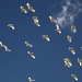 a cacophony of cockies - big mob of sulphur crested cockatoos flew over my house screetching by lbmcshutter