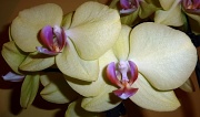 2nd Aug 2011 - Yellow orchid