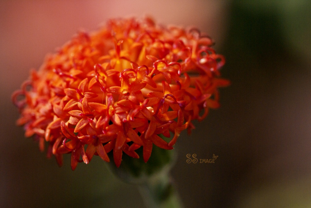 Orange... by bella_ss