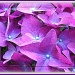 Purple  Hydrangea by judithdeacon