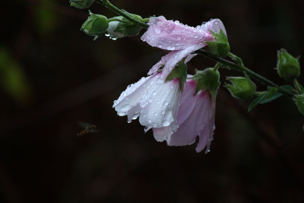 Mallow And Hoverfly by natsnell