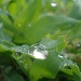 Dew Drop by kdrinkie