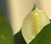 5th Aug 2011 - Spathiphyllum #2