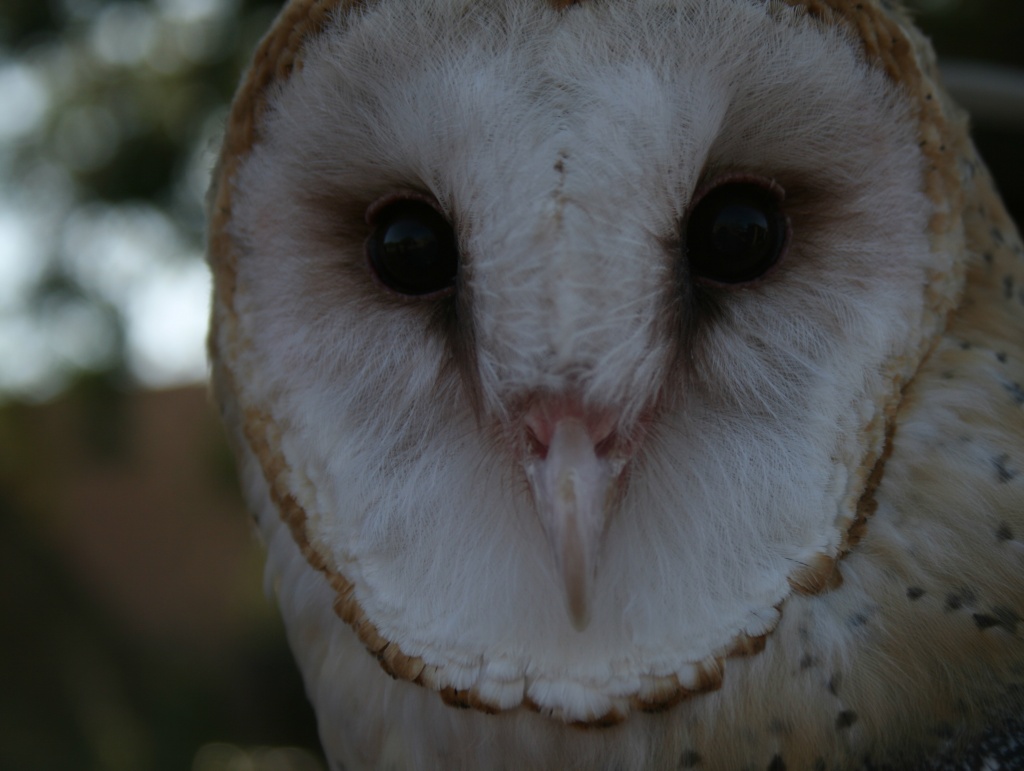 Barn Owl by kerristephens