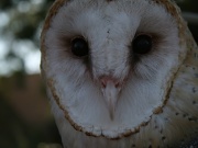 5th Aug 2011 - Barn Owl
